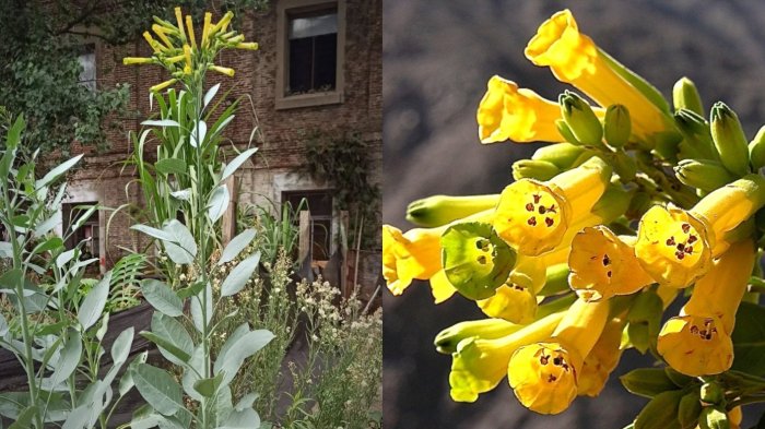 ¿Qué es el palán palán? La planta que hizo de ensalada un hombre en Valparaíso y murió intoxicado