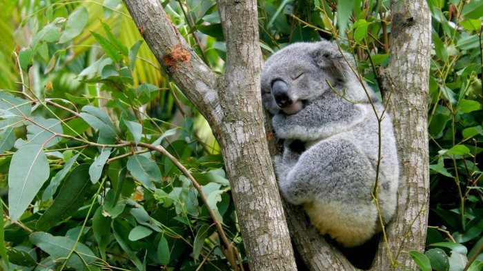 Australia sacrifica a 750 koalas con francotiradores desde helicópteros para 