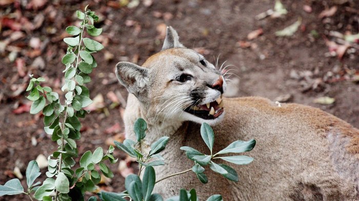 SAG se pronuncia por hallazgo de puma desmembrado en Torres del Paine: Fiscalía recibirá antecedentes