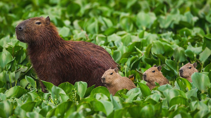 Capibara Fest llega al Buin Zoo: Cuándo será y cómo comprar entradas para el evento