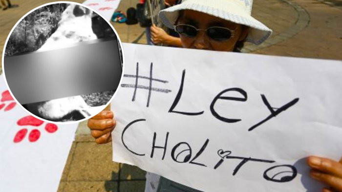 Grave caso de maltrato animal: Sujeto ataca con un hacha a perro comunitario en Nacimiento