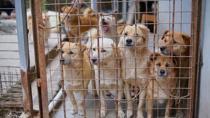 Denuncian faenamiento de perros en Puerto Montt: Municipio interpuso una querella