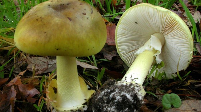 “Hongo de la muerte” dejó cuatro intoxicados en Ñuble: Ejemplar es idéntico a los comestibles