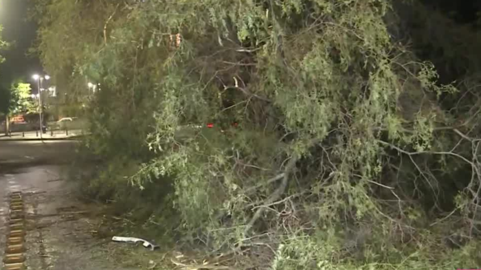 Caída de árbol genera corte de tránsito en calles de Santiago Centro