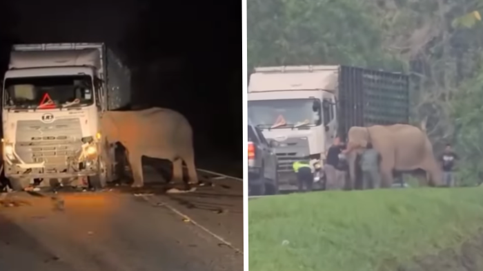 Estuvo por horas en el lugar: Madre elefante se negó a moverse de camión que atropelló a su cría