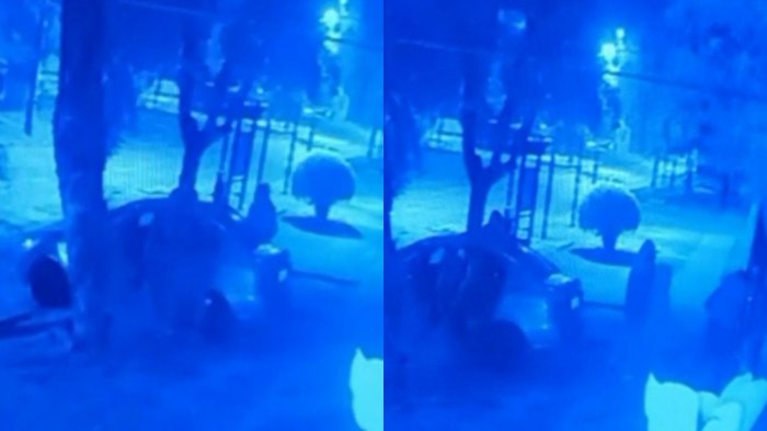 VIDEO | Registro muestra el momento exacto en que mujer defendió su casa con temeraria acción