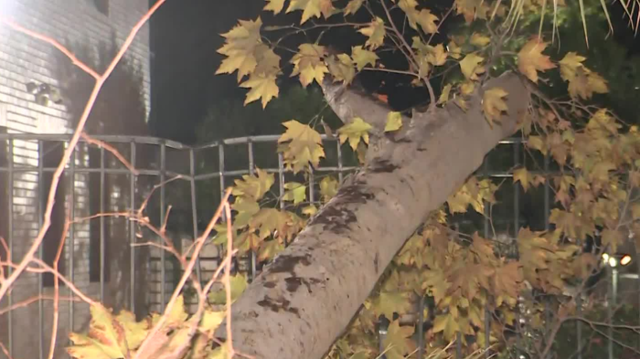 Árbol cayó de raíz en entrada de edificio de Providencia