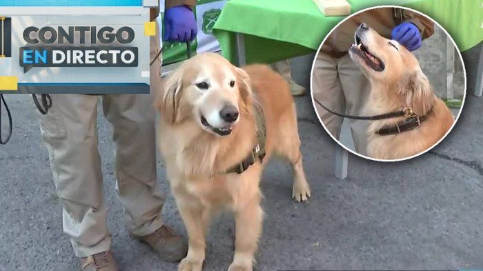 Perro policial participó de operativo contra el narcotráfico y cautivó a todos en Contigo en Directo