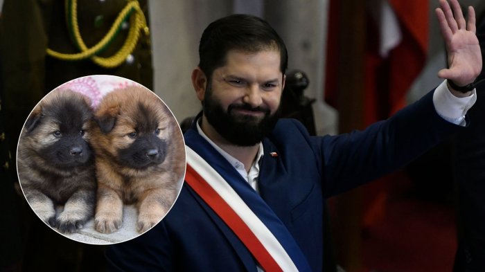 Cuenta Pública 2025: Estas fueron TODAS las medidas anunciadas a favor de los animales