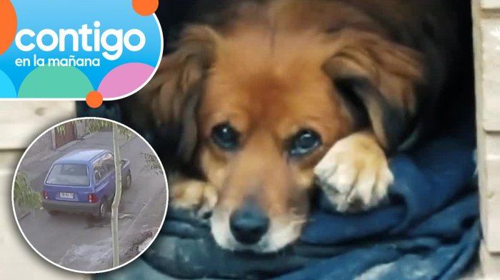 Denuncian a hombre de matar un perro y golpear a un niño en San Bernardo: Fue encarado por vecinos