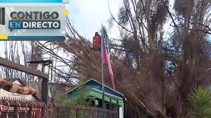 Gigantesco árbol cayó encima de vivienda y destruyó techo en Padre Hurtado