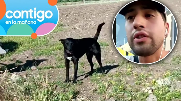 “Su intención era venderlo”: Chileno reveló en Contigo en la Mañana que secuestraron a su perro en Irán