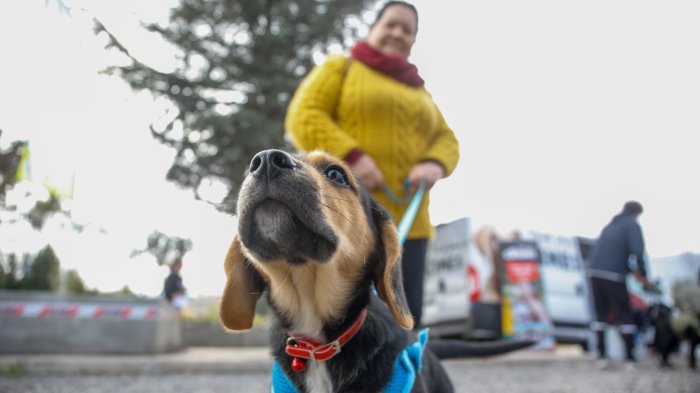 ¿Tu perro o gato puede donar sangre? Estos son los requisitos para que ayude a salvar vidas