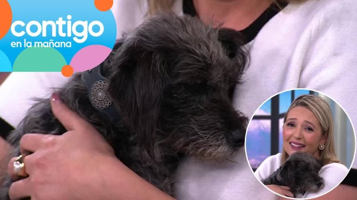 Estaba solita en la entrada de CHV: Pequeña perrita busca familia que la adopte y le dé amor