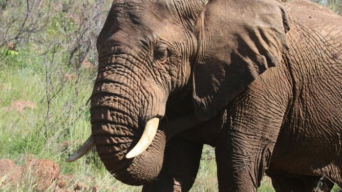 Ambas víctimas fallecieron en el lugar: Elefante mató a dos mujeres en pleno safari