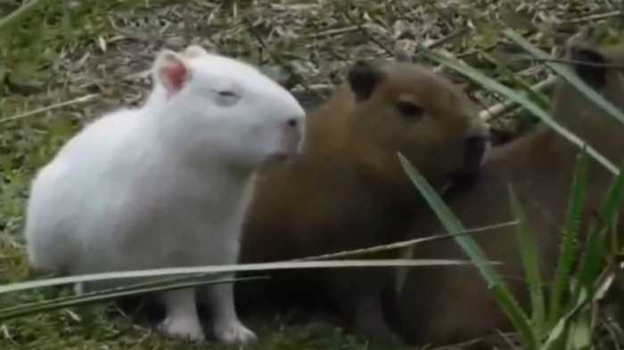 Captan a particular capibara albino: Causó impacto por rareza inusual en esta especie