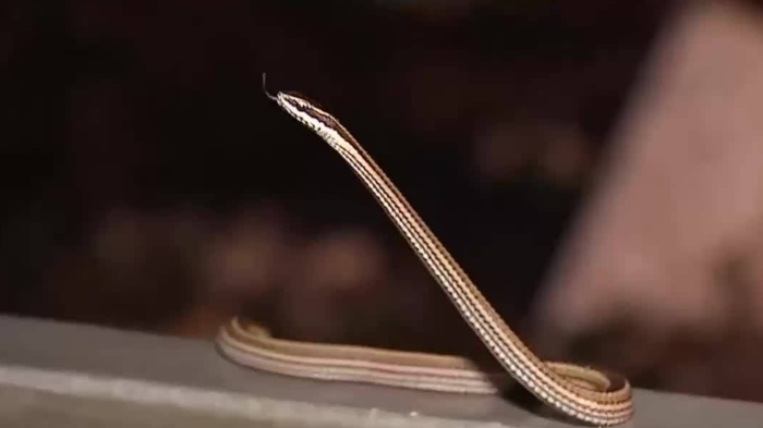 ¿Existen culebras chilenas que puedan matar a una persona? Este experto lo explica de manera sencilla