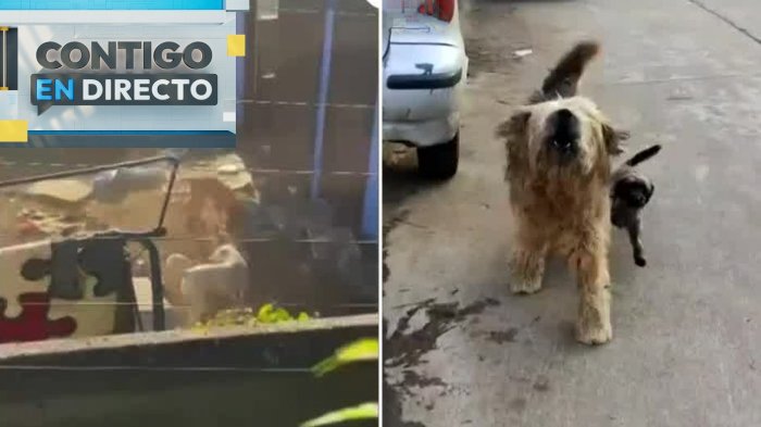 Denuncian a vecina que tiene 40 perros en Viña del Mar: Acusan abandono y mordeduras