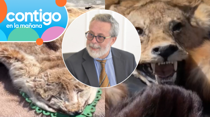 Exembajador chileno que quiso ingresar pieles de animales salvajes no fue formalizado: Dio domicilio inexistente