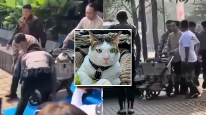 ¿Lo viste? Conoce a Bobby, el gato presidencial de Indonesia que tiene escolta policial propia