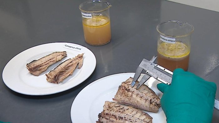 ¿Jurel chileno vs jurel chino? El motivo por el que cuestionan el producto importado