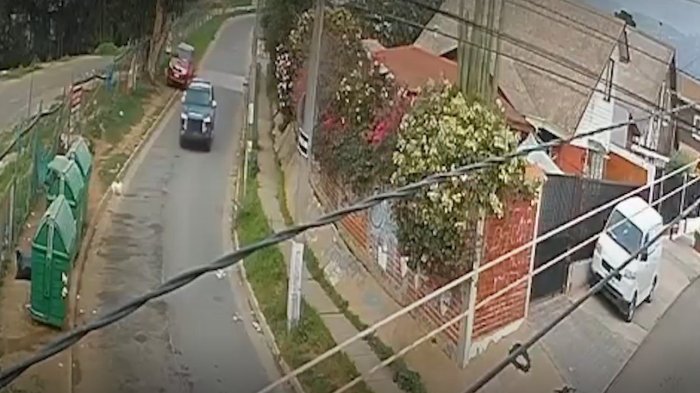 Perrito murió atropellado por patrulla de Carabineros en Viña del Mar