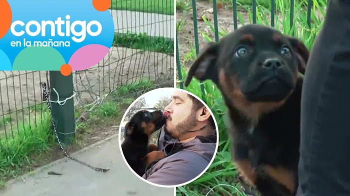 Con frío, solo y amarrado: Cachorrito fue abandonado en cancha de fútbol en Maipú y conmocionó al panel