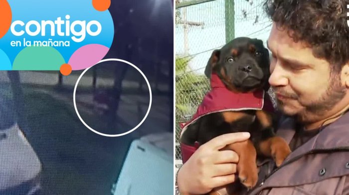 VIDEO | El momento exacto en que cachorro fue abandonado en Maipú: Lo amarraron sin comida ni abrigo