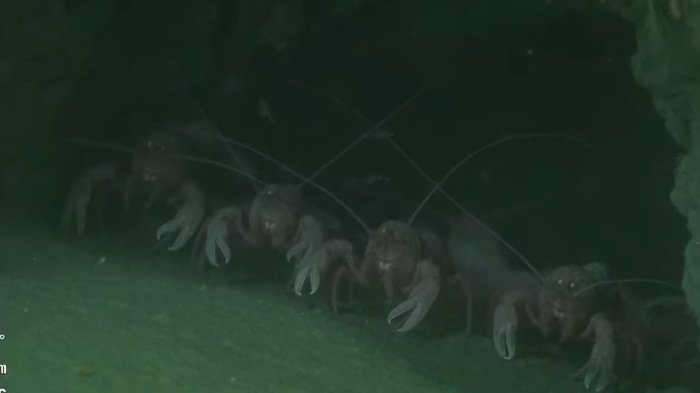 Conicet en vivo: Así se ve el fondo del mar con el popular streaming desde Argentina