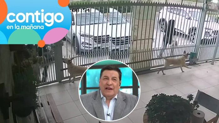 “Lo que más da pena”: Abandono de perrito en veterinaria causó conmoción en panel del matinal