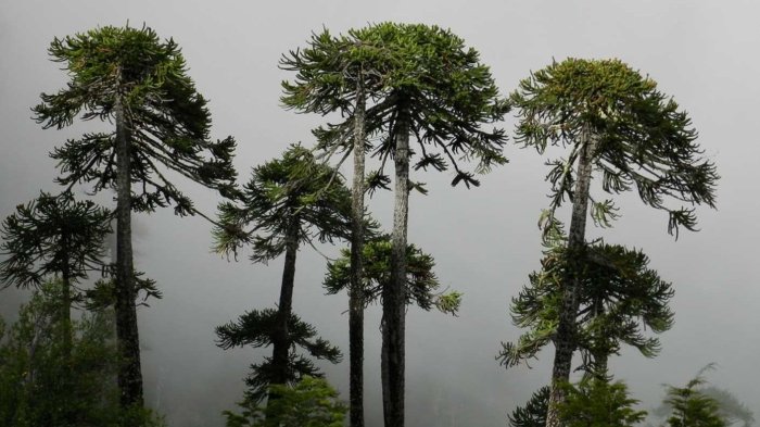 Gobierno confirma que no se talarán araucarias por obras viales en La Araucanía