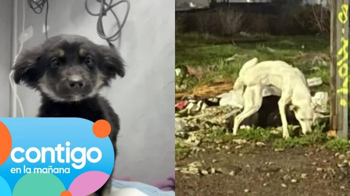 Denuncian abandono de seis perritos en casa de Puente Alto: Estaban desnutridos y con parásitos