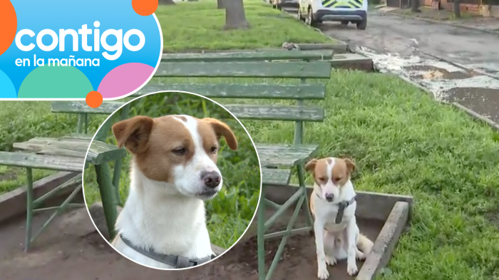 Llorando y tiritando de frío: Perrito fue abandonado en Maipú y se niega a moverse del lugar donde lo dejaron