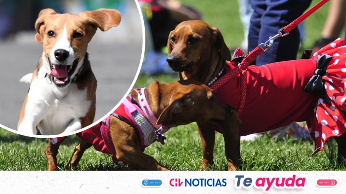 Llega el primer parque de diversiones para perros en Chile: Revisa ubicación, fecha y precios