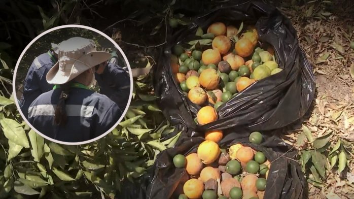 Hay 42 focos desde Arica a Chimbarongo: Mosca de la fruta podría elevar precios de cítricos