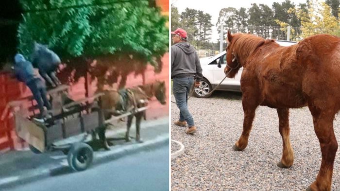 Ahora se llama Renzo: La historia de “Luis Miguel”, caballo rescatado de banda “carreta chorros”