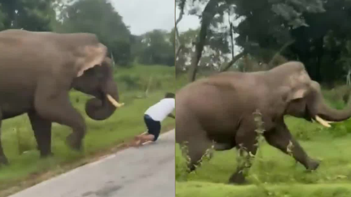 VIDEO | Captan salvaje ataque de elefante a turista que se quiso tomar una selfie