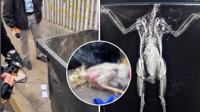 Gallinas torturadas en luna llena y mensajes crípticos: Denuncian “brujería” en centro de Santiago