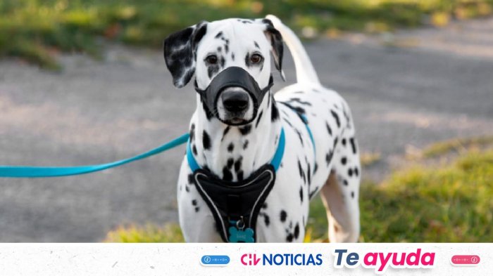 Anuncian entrega gratuita de 5.000 collares rastreadores para mascotas: Revisa cómo obtener uno