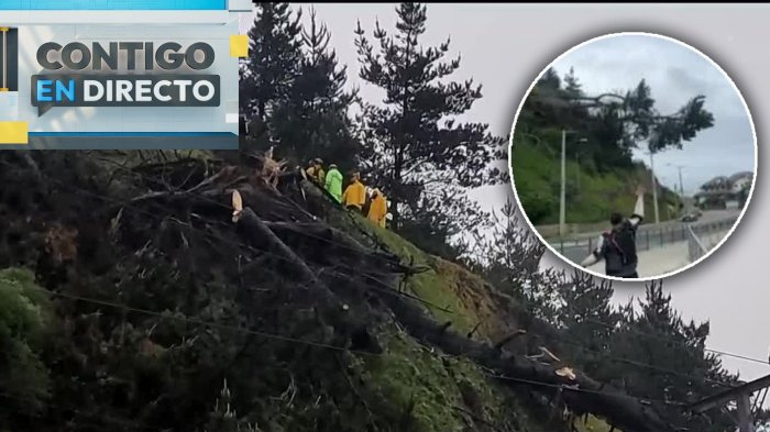 Impactante registro: Árbol cayó y casi aplasta un vehículo en movimiento en Reñaca