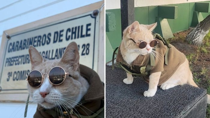 VIDEO | Se llama Naruto: El gatito que conquistó a una comisaría de la región de Magallanes