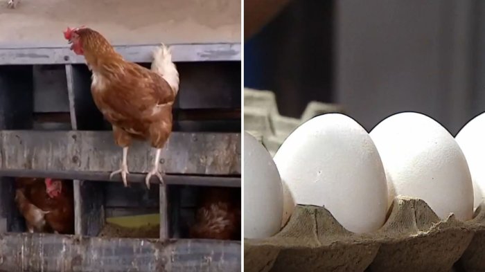 Suspenden importación de pollos desde Argentina: ¿Cómo afectará al bolsillo de los chilenos?