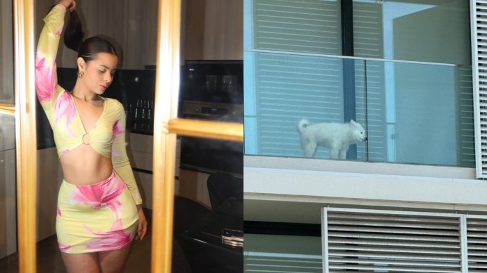 Grave acusación contra reconocida influencer: Vecinos denuncian maltrato y abandono animal en Vitacura