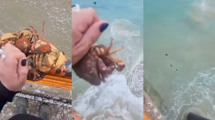 Pescadora intentó salvar unas jaibas pero sin querer desencadenó una tragedia: Video es viral