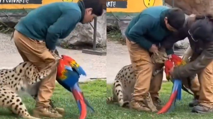 Buinzoo confirma muerte de guacamayo que fue atacado por felino en medio de show educativo