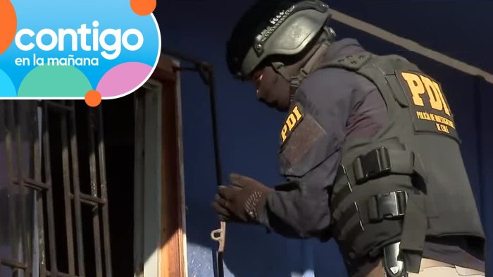 Insólito hallazgo: Líder de banda narco de Pudahuel tenía un chimpancé como mascota