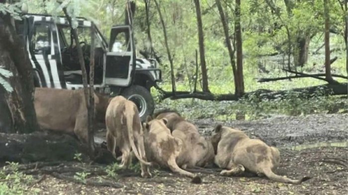 Tragedia en Tailandia: Trabajador de zoológico es atacado y devorado por leones frente a los visitantes