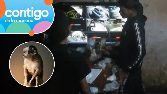 Imágenes EXCLUSIVAS: Así era el interior de la fortaleza del clan narco que tenía un mono de mascota