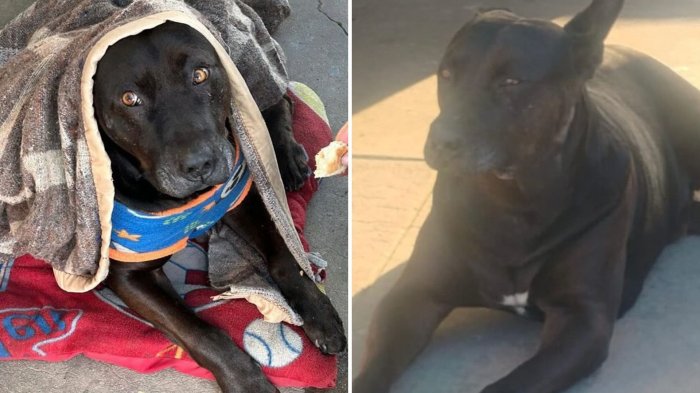 Funcionario de la PDI mató de un disparo a perrito en Quilpué: Municipio anunció querella