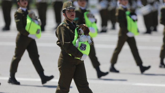 Parada Militar 2025: Nuevas razas de perros se suman a la detección de drogas en espacios reducidos